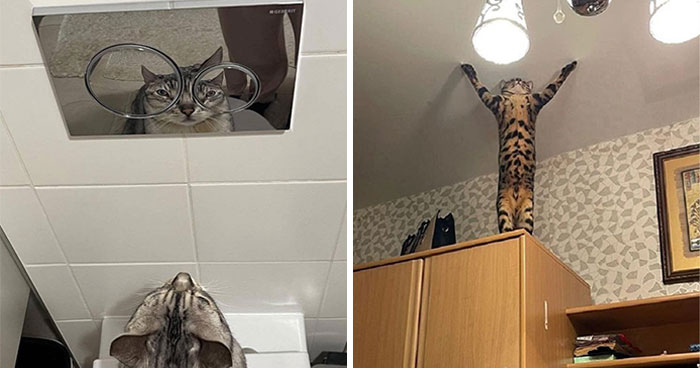 45 Times Animals Were Both Wholesome And Ridiculously Funny, Shared In This Facebook Group (New Pics)