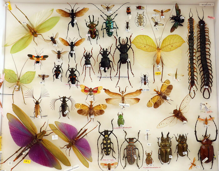 Various preserved insects pinned and labeled in a collection, illustrating rare species for online thread events discussion.