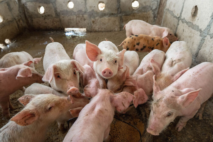 Group of piglets gathered inside a pen, related to an online thread sharing what's coming next and key events to watch.