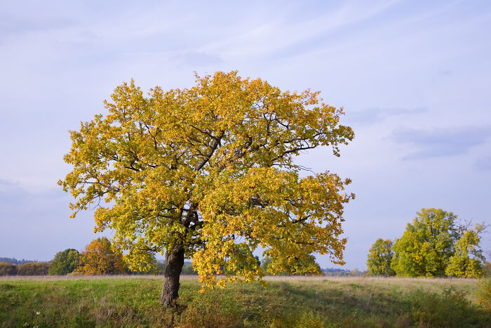 Large tree with yellow autumn leaves standing in a field under a cloudy sky, symbolizing upcoming events to pay attention to.