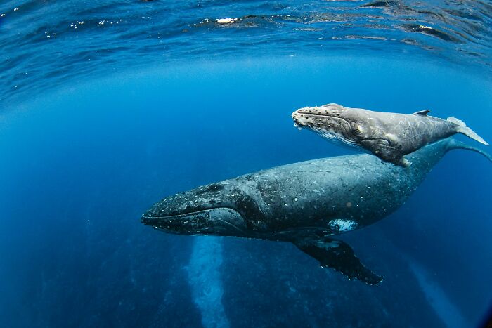 A large whale and calf swimming underwater, illustrating comically absurd facts about marine life you probably don't know.