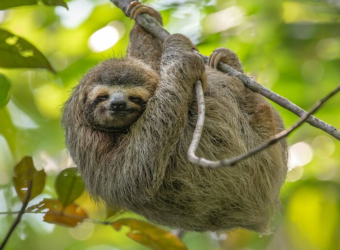 Sloth hanging on tree branch surrounded by green leaves, symbolizing toxic relationship traits in nature.
