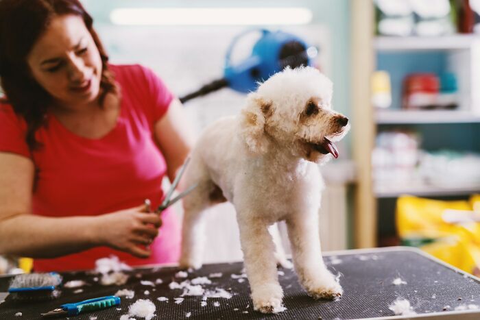 Woman grooming a white dog at a pet salon showing common misconceptions about scams among internet users