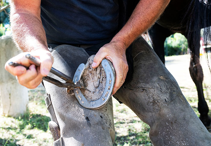 Farrier fixing horseshoe outdoors, illustrating the job mocked by funny guy in viral story about daughter's boyfriend. Farrier fixing horseshoe outdoors, illustrating the job mocked by funny guy in viral story about daughter's boyfriend.