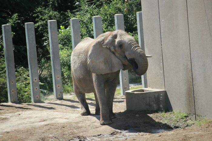 Young elephant standing near a concrete water trough in an enclosure, an absurd but true wild story setting.