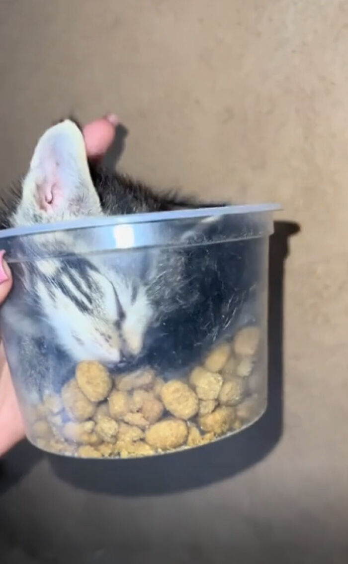 Sleeping kitten curled up inside a clear container of dry food, a wholesome photo to cleanse your eyes from the horrors.