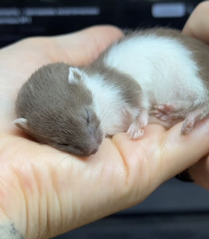 A tiny sleeping baby animal curled up in a hand, one of 65 wholesome photos serving as eye bleach.