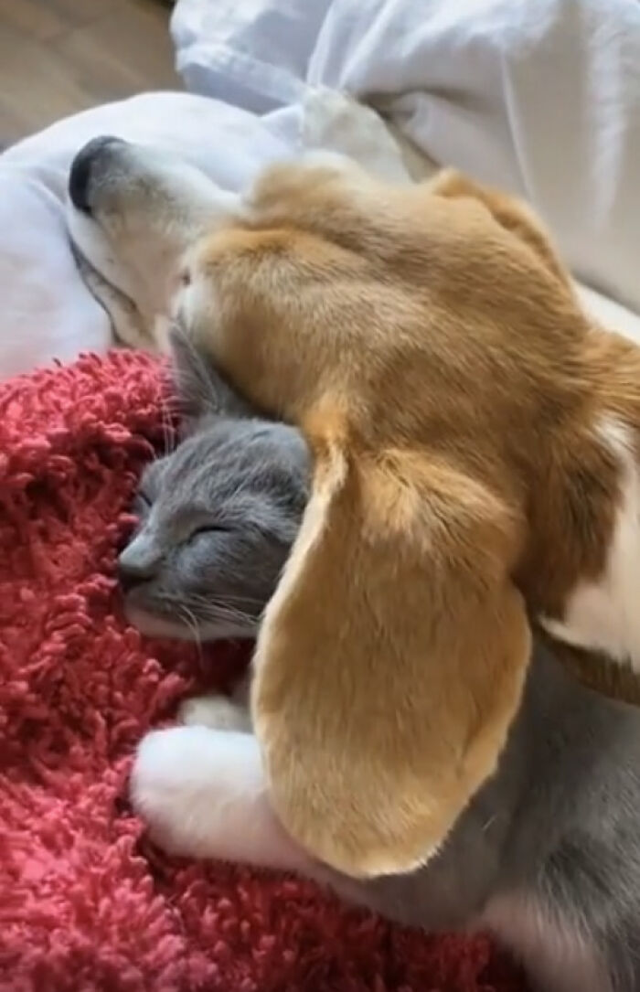 A dog and a cat cuddling together on a red blanket, a wholesome photo perfect for eye bleach moments.
