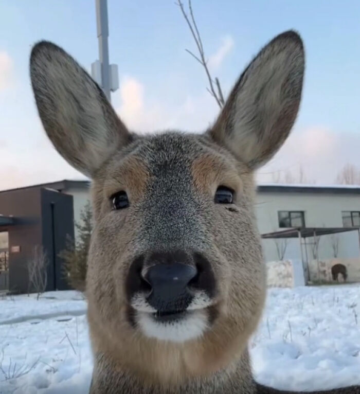 Close-up of a deer in a snowy yard, a wholesome photo perfect as eye bleach to cleanse your eyes.