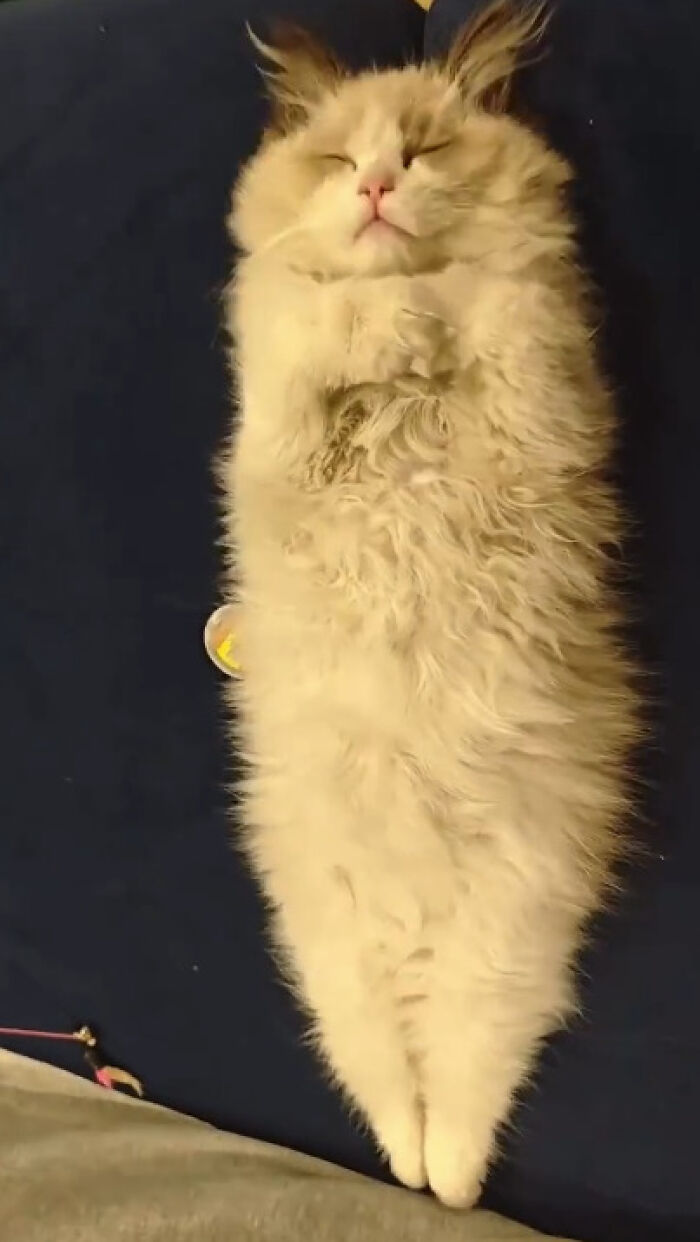 Fluffy cat lying on its back with eyes closed, looking peaceful in a wholesome photo for eye bleach content.