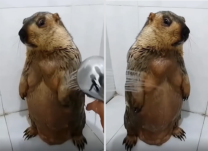 Wet groundhog standing upright being rinsed with shower water in a white tiled bathroom wholesome photo