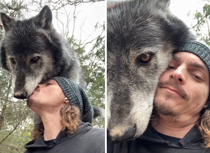 Man wearing a beanie affectionately cuddling a large wolf, a wholesome photo to cleanse your eyes from the horrors of the world