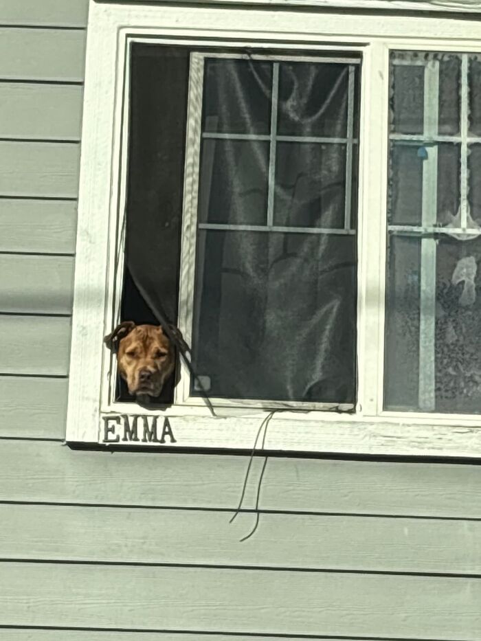 Perro asomando la cabeza por ventana en casa, imagen tierna para aliviar y equilibrar el día con eye bleach.