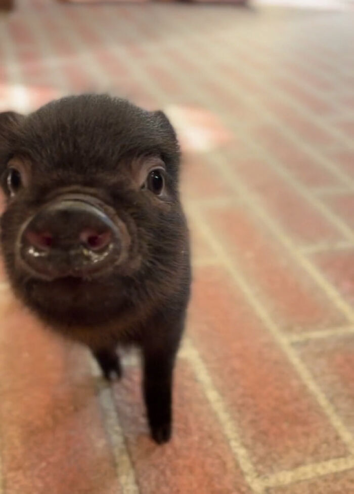 Close-up of a tiny black piglet standing on a brick floor, a wholesome photo perfect for eye bleach.