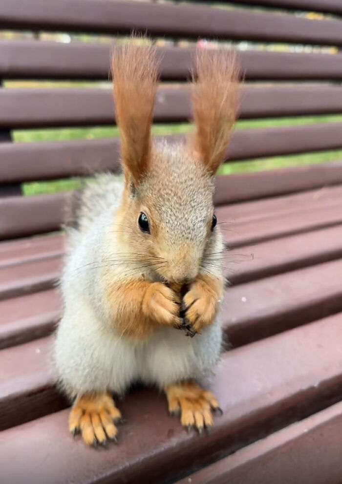 Cute squirrel eating a nut on a park bench in a wholesome photo that offers eye bleach to cleanse your eyes from the world.