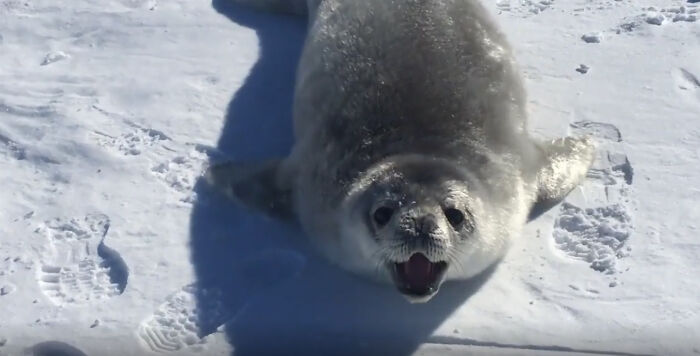Adorable seal pup on snowy surface, a wholesome photo perfect for eye bleach to cleanse your eyes from the horrors of the world