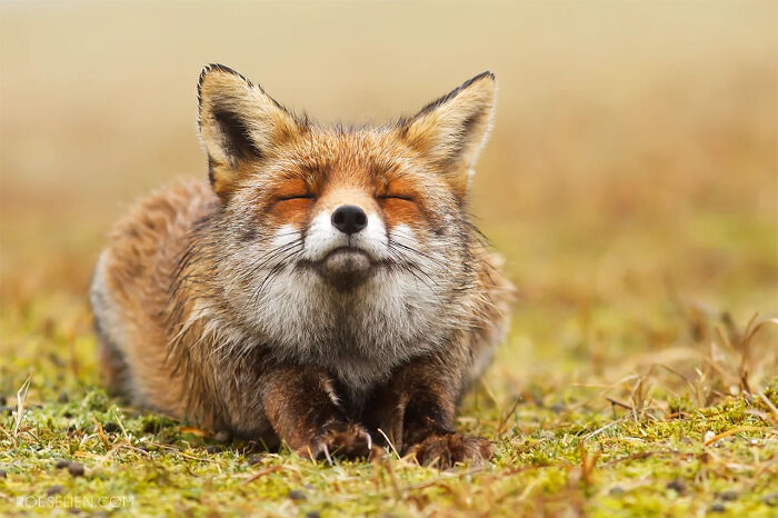 Foxes Are Way More Incredible Than You Think&mdash;Here Are 31 Proofs