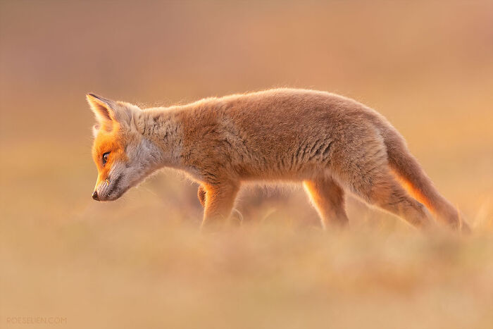 Foxes Are Way More Incredible Than You Think&mdash;Here Are 31 Proofs