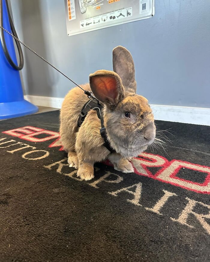 Rabbit wearing a harness indoors, showcasing Hoppy Gilmore&rsquo;s journey from frail rabbit to affectionate, dog-like companion.
