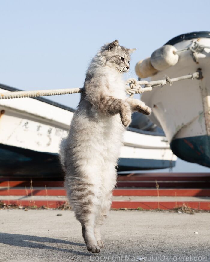 Fluffy Japan stray cat standing on hind legs near boats on a sunny day, captured in a heartwarming photo.