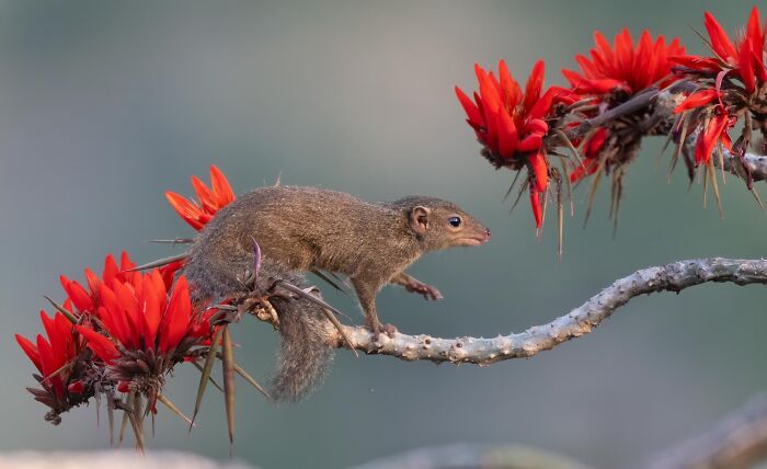 Small brown mongoose balancing on thorny branch with red flowers in a nature photography contest image 2025.