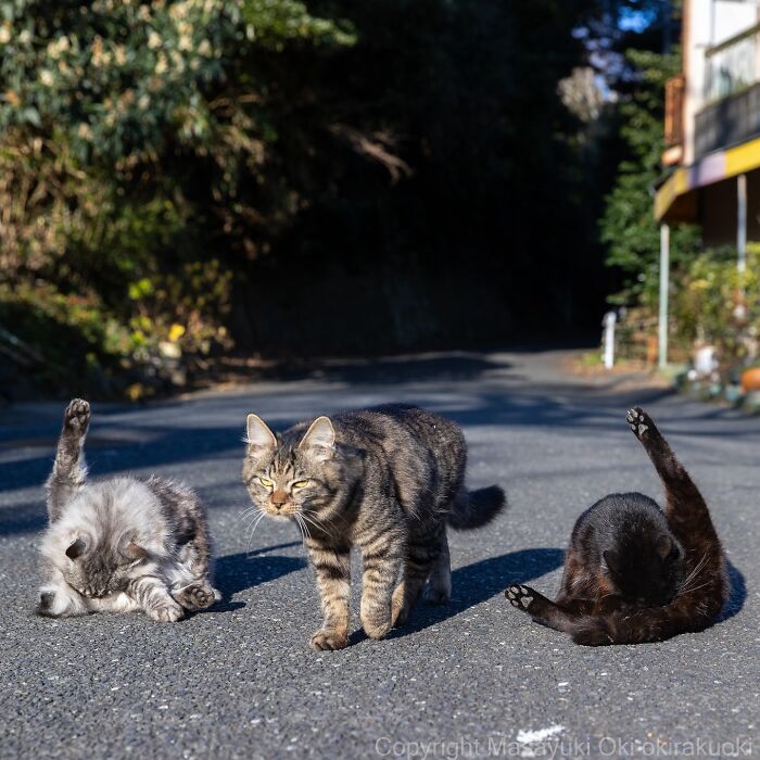 Three Japan stray cats on a sunny road, two grooming and one walking, captured in a heartwarming scene outdoors.