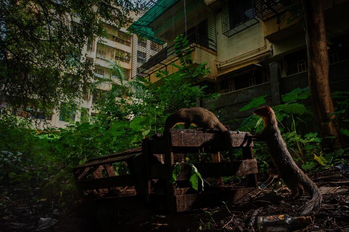 Two mongooses interacting on a wooden crate surrounded by dense urban nature in a striking nature photography contest image