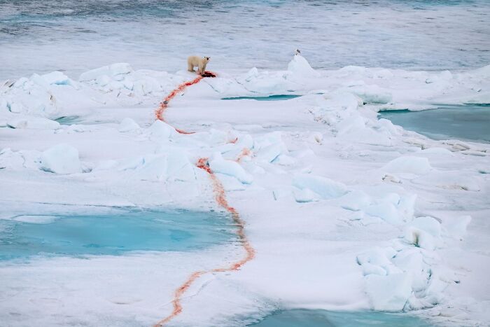 Polar bear on ice floe with a trail of blood in the Arctic captured in nature infocus photography contest 2025.