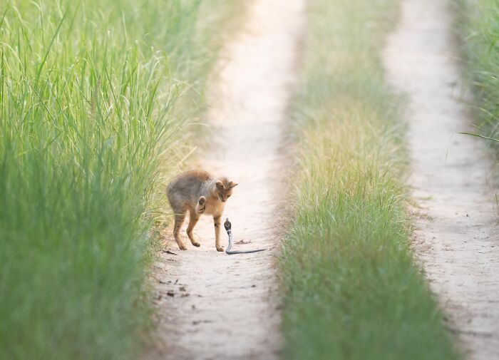 Young wild fox cautiously approaching a snake on a grassy dirt path in an impressive nature photography contest image.