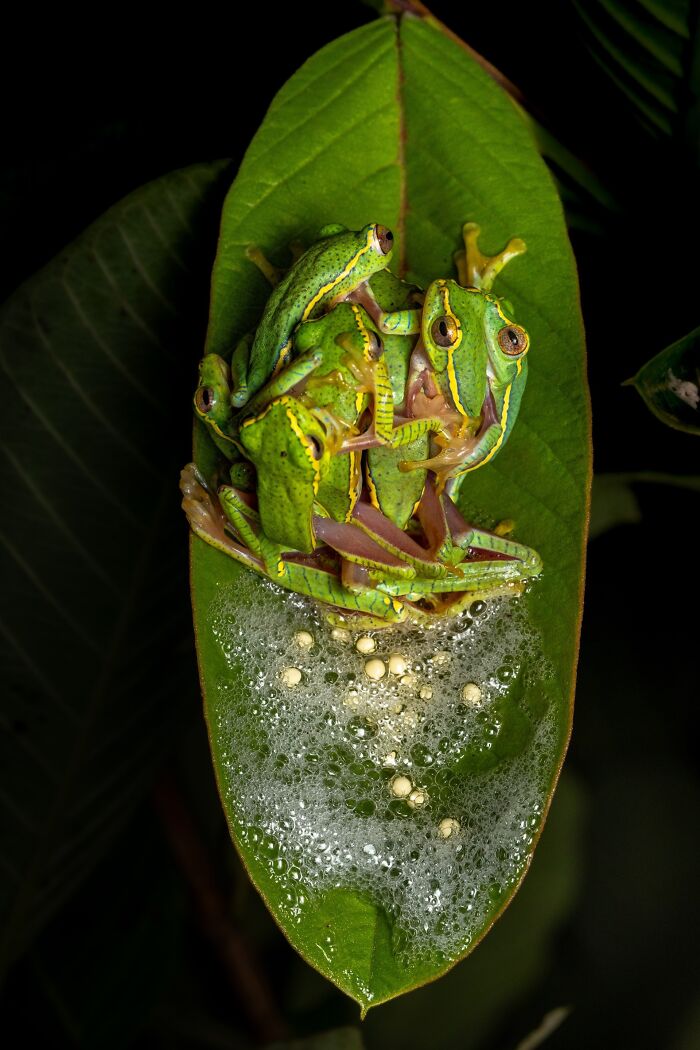 Green frogs clustered on a leaf laying eggs, captured in a stunning nature photography contest image.