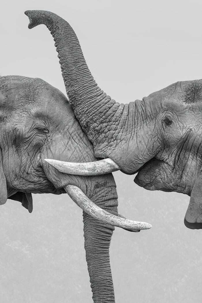 Two elephants touching trunks in a close-up black and white nature photography contest image.