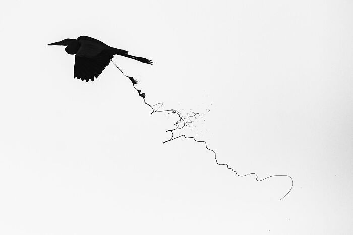 Silhouette of a bird flying and releasing tangled natural debris in a minimalist nature photography contest image.