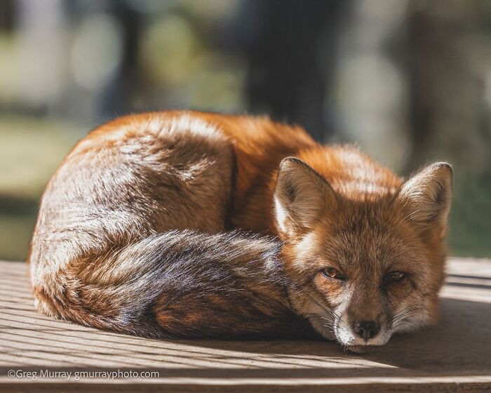Rescued fox curled up and resting peacefully on a wooden surface in natural sunlight, showcasing its beautiful fur.