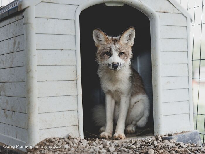 Rescued fox sitting inside a small white shelter, captured through the lens of Greg Murray in a natural setting.