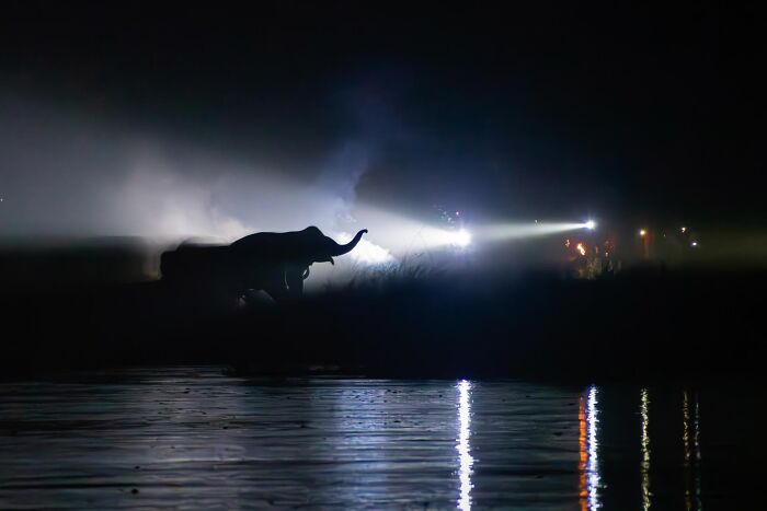 Elephant silhouette by water at night with bright lights in background, nature photography contest inFocus 2025 image