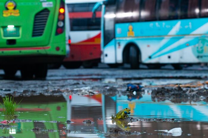Yellow frog sitting near a puddle with reflections of colorful buses in the background, nature photography contest scene.