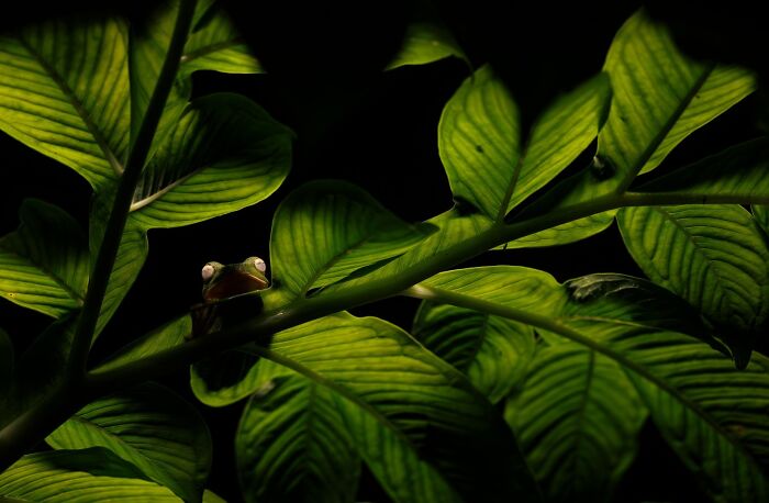 Close-up of a frog hidden among illuminated green leaves, showcasing nature photography from the 2025 nature infocus contest.