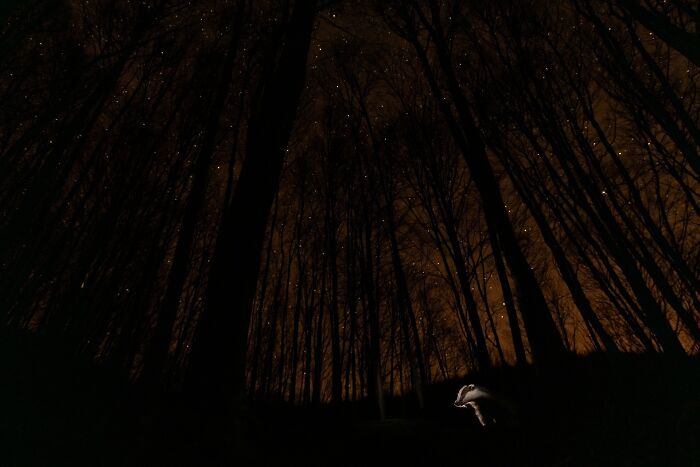 A night forest scene with tall trees under stars and a badger illuminated in the foreground, nature photography contest entry.