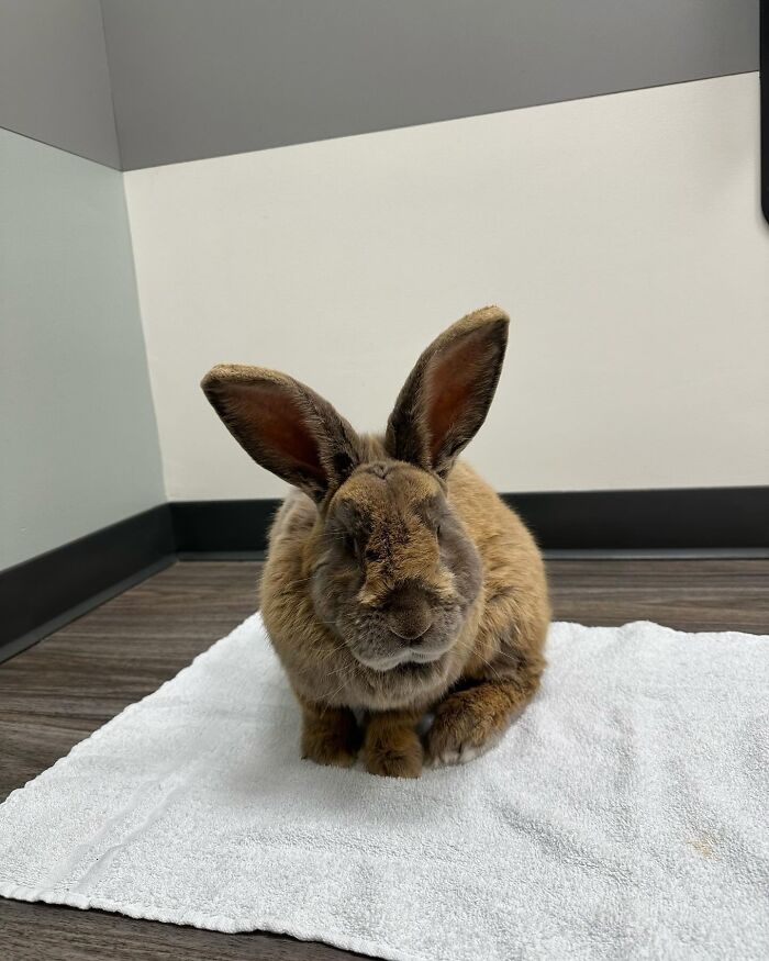 Brown rabbit sitting on a white towel indoors, highlighting the journey from frail rabbit to affectionate, dog-like companion.