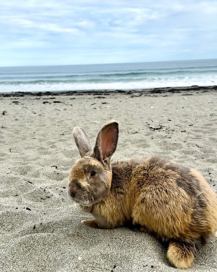 Rabbit with dog-like companion traits relaxing on a sandy beach near the ocean under a cloudy sky.