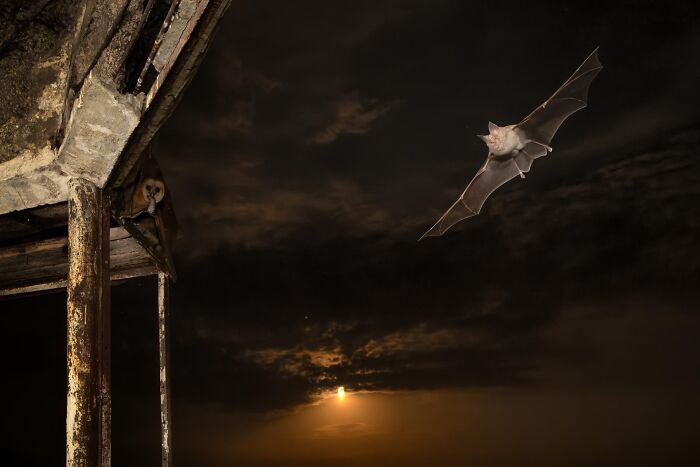 Bat flying near an old structure at night under a dramatic sky in a nature inFocus photography contest image