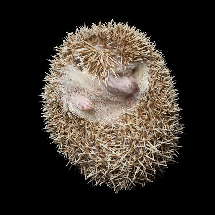 Hedgehog curled up showing detailed spines and unique expression captured by Greg Murray animal photography.
