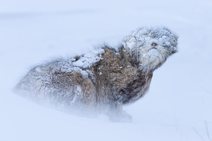Mountain hare covered in snow sitting in a snowy landscape, an impressive image from the 2025 nature photography contest.
