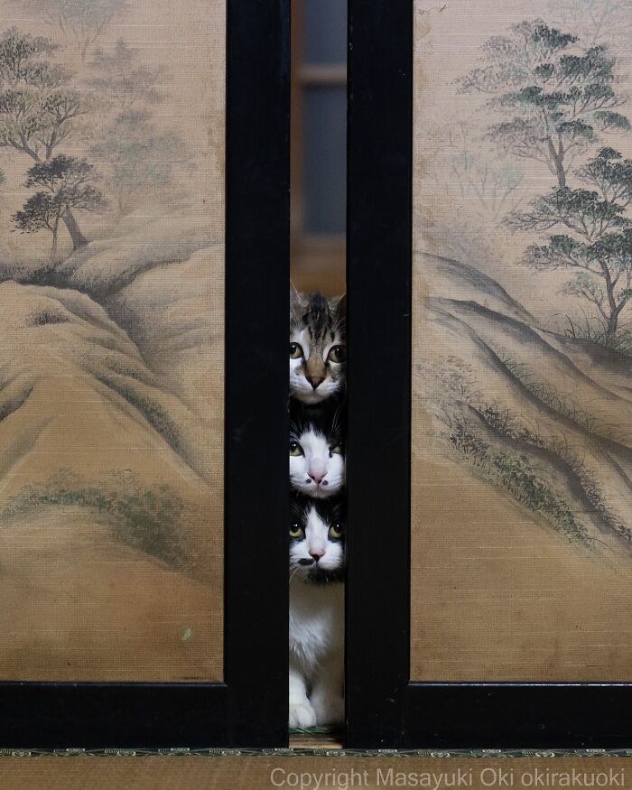 Three Japan stray cats peeking through a narrow gap in a traditional sliding door with painted trees and hills.