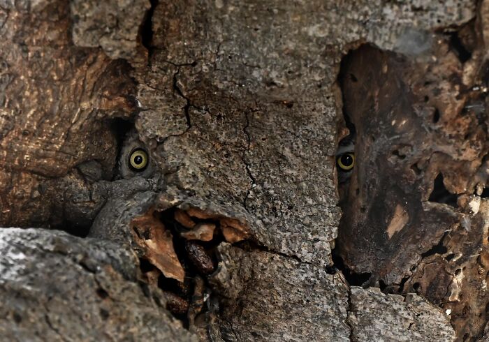 Close-up of animal eyes peeking through c*****d bark in one of the most impressive images from the 2025 nature photography contest