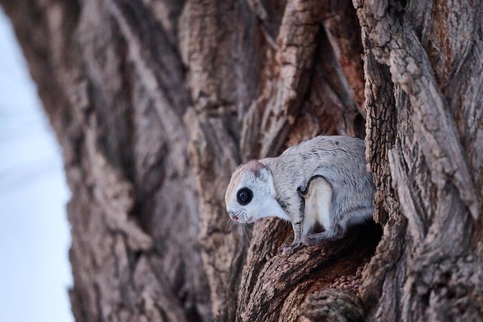 Flying squirrel clinging to textured tree bark in a close-up nature inFocus photography contest image.