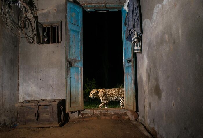 Leopard walking outside an open blue door at night captured in impressive nature photography contest submission.
