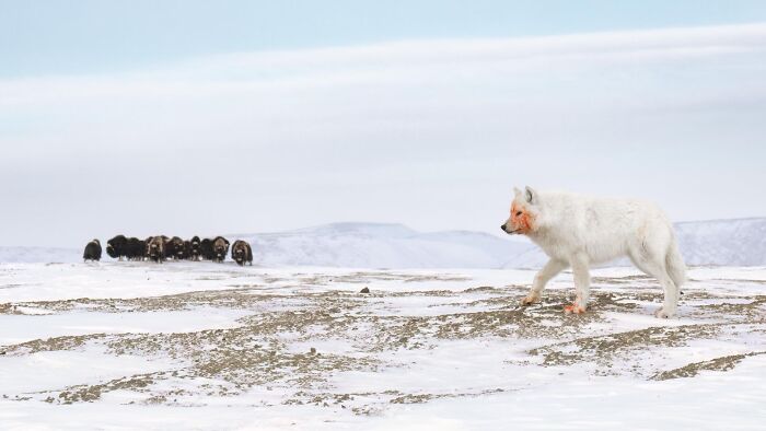 Arctic fox with blood on its face walking across snowy terrain toward a distant herd, nature photography contest image.