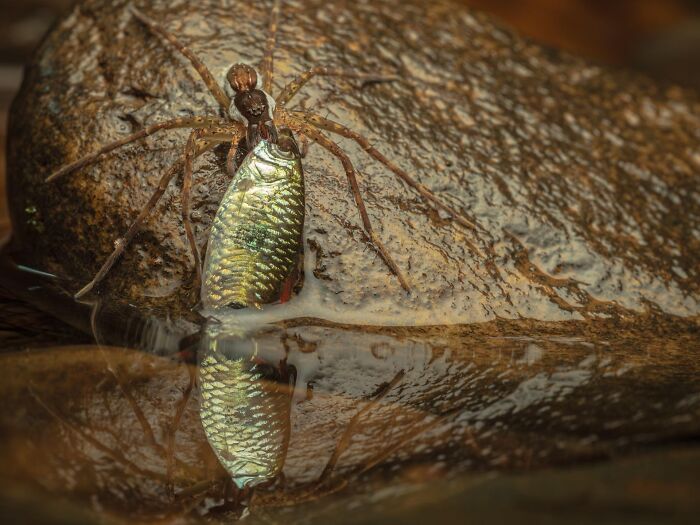 Close-up of a spider with a reflective body next to water on a rock, featured in nature photography contest images.