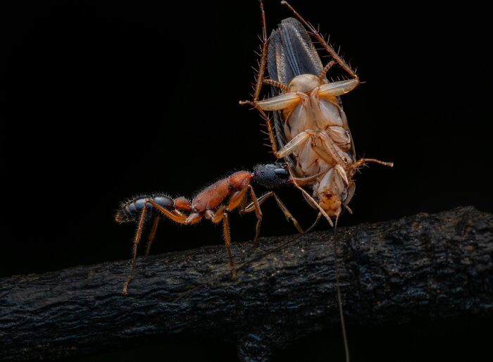 Close-up of an ant carrying an insect on a branch, captured in an impressive nature photography contest image.